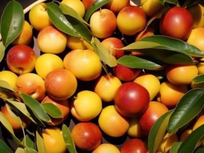 冬棗熱量高嗎減肥可以吃嗎 幾個冬棗等于一碗米飯