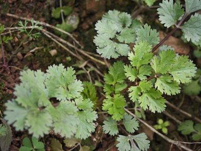 香菜熬水喝可以祛濕嗎 吃香菜的注意事項(xiàng)