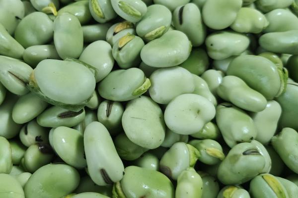 干蠶豆的功效與作用、禁忌和食用方法-易網健康<a href=http://m.henggaotouzi.com/jkys/ target=_blank class=infotextkey>養生</a>網 干蠶豆的功效與作用、禁忌和食用方法