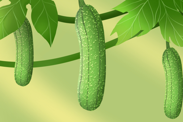 蛇瓜和絲瓜的區(qū)別