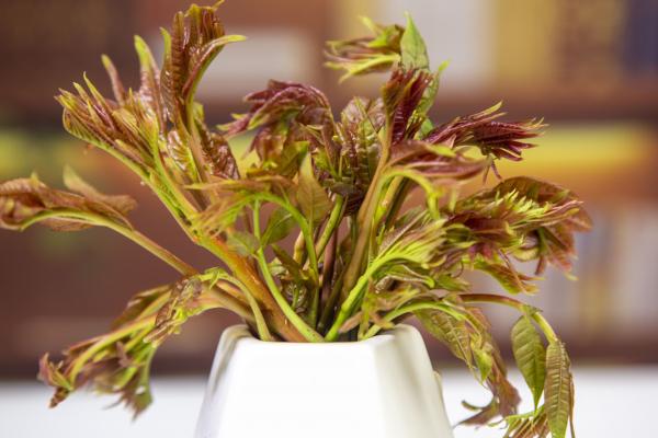 香椿芽有什么營養(yǎng)價(jià)值