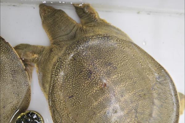 寶寶能吃甲魚嗎