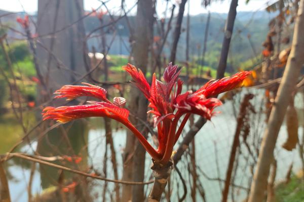 香椿芽有什么營養(yǎng)價(jià)值