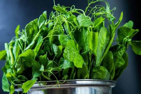 豌豆尖嘌呤高嗎