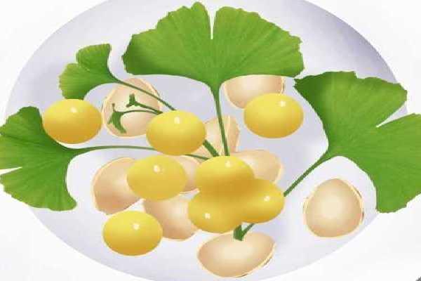 白果的功效與作用、禁忌和食用方法-易網健康<a href=http://m.henggaotouzi.com/jkys/ target=_blank class=infotextkey>養生</a>網 白果的功效與作用、禁忌和食用方法