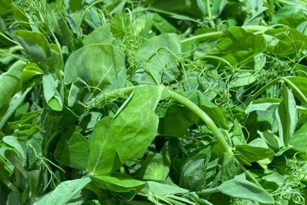 豌豆尖嘌呤高嗎