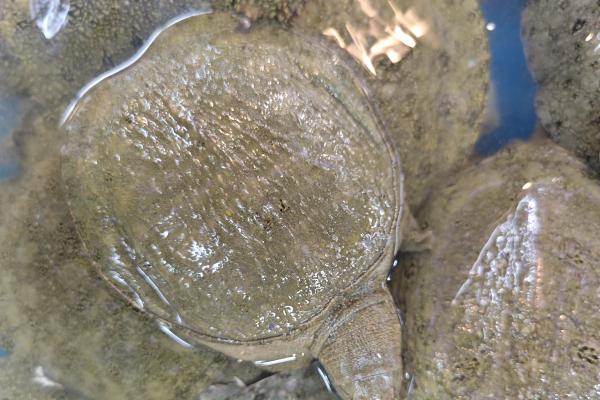 寶寶能吃甲魚嗎