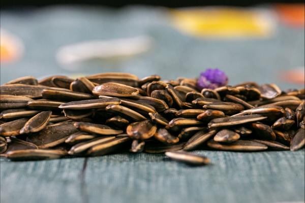 痛風能不能吃葵花瓜子