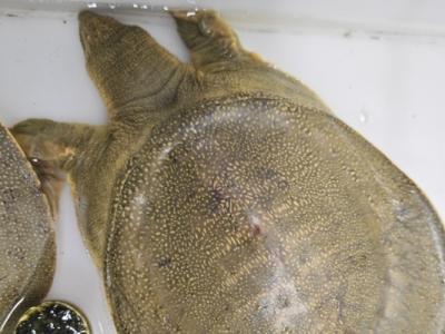 寶寶能吃甲魚嗎