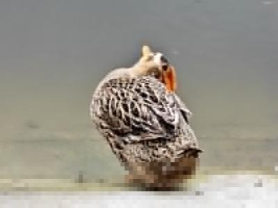 感冒能不能吃火鴨