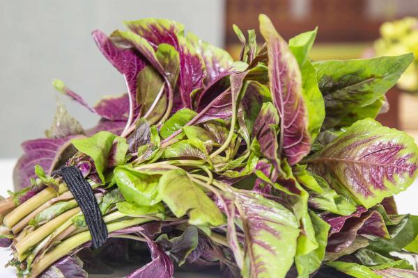 馬莧菜的功效與作用、禁忌和食用方法