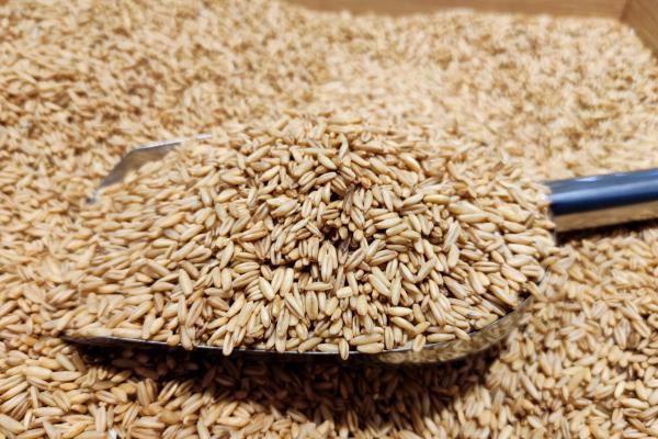 野燕麥的功效與作用、禁忌和食用方法