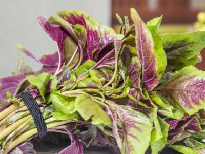 馬莧菜的功效與作用、禁忌和食用方法