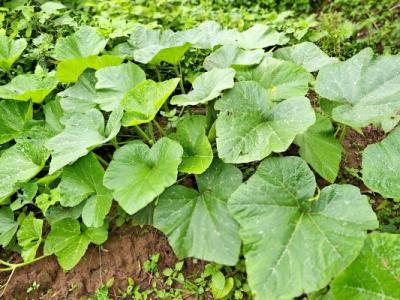 南瓜藤的功效與作用、禁忌和食用方法