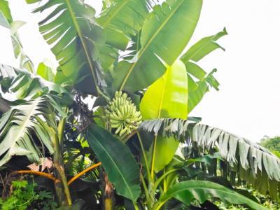 香蕉花曬干的功效與作用、禁忌和食用方法