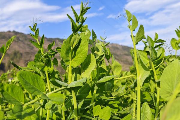 豌豆尖是發物嗎-易網健康<a href=http://m.henggaotouzi.com/jkys/ target=_blank class=infotextkey>養生</a>網 豌豆尖是發物嗎