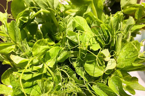 豌豆尖是發物嗎-易網<a href=http://m.henggaotouzi.com/ target=_blank class=infotextkey>健康養生</a>網 豌豆尖是發物嗎