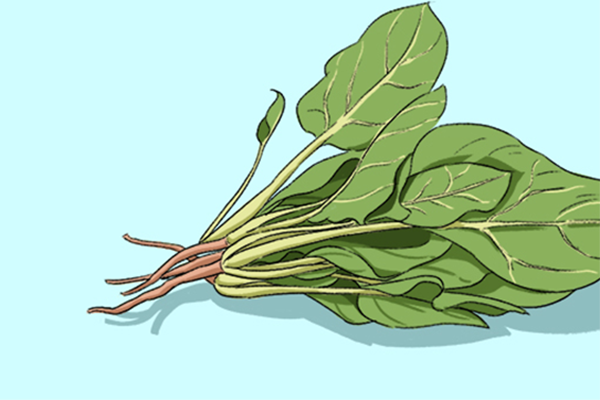 高尿酸血癥能不能吃菠菜