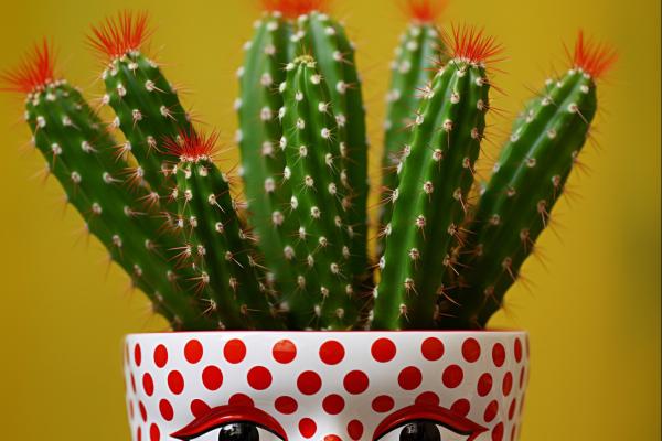 仙人掌果的功效與作用、禁忌和食用方法