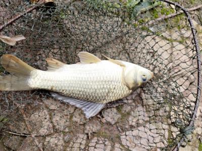 鯽魚湯的功效與作用、禁忌和食用方法