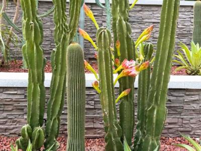 仙人掌果的功效與作用、禁忌和食用方法