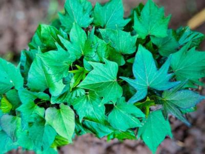 紅薯葉的功效與作用、禁忌和食用方法