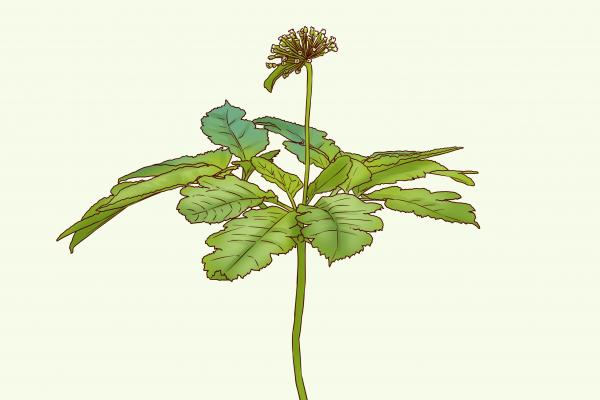 費(fèi)菜的功效與作用、禁忌和食用方法