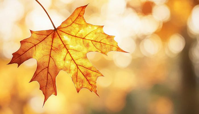 白露節氣降水特點是什么 影響白露節氣降水的因素