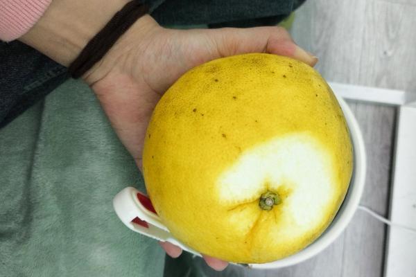 葡萄柚的健康效益有哪些