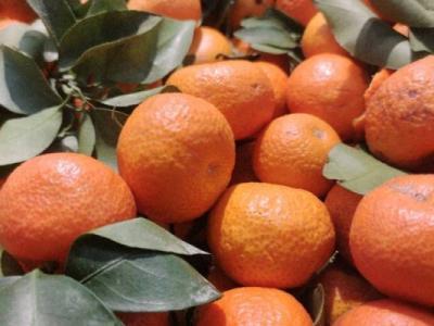 吃砂糖橘有助于預(yù)防和緩解便秘嗎