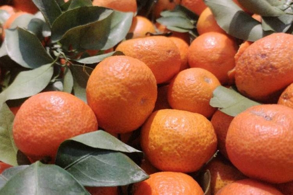 砂糖橘是如何幫助提高免疫系統的