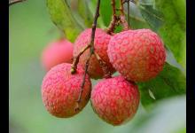 男人壯陽(yáng)補(bǔ)腎吃什么食物比較好