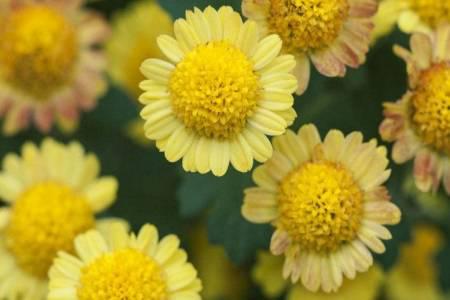 痔瘡的癥狀及治療方法，女性如何判斷自己得了痔瘡？