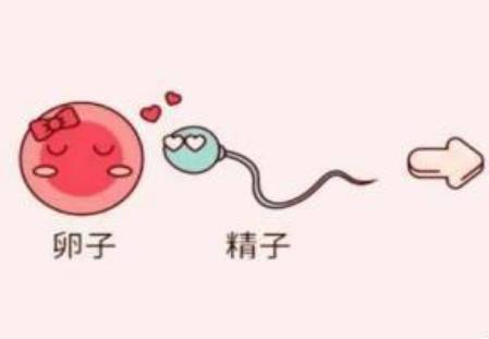 五十五女性如何提高受孕率？高齡產婦備孕前準備有哪些