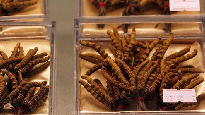 男性吃冬蟲夏草可以壯陽嗎 冬蟲夏草該怎么吃壯陽效果最佳-易網<a href=http://m.henggaotouzi.com/ target=_blank class=infotextkey>健康養生</a>網 男性吃冬蟲夏草可以壯陽嗎 冬蟲夏草該怎么吃壯陽效果最佳