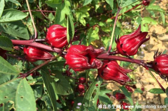 洛神花對男人性功能有幫助嗎？怎么發現和判斷洛神花真有那么好