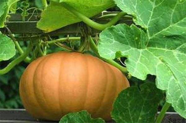 女人用南瓜減肥誤區是什么