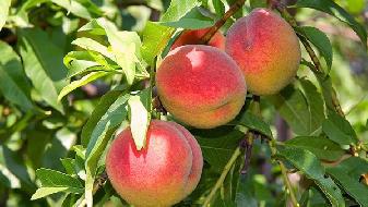 減肥的福音,這些食物可以隨便吃-易網<a href=http://m.henggaotouzi.com/ target=_blank class=infotextkey>健康養生</a>網 減肥的福音,這些食物可以隨便吃