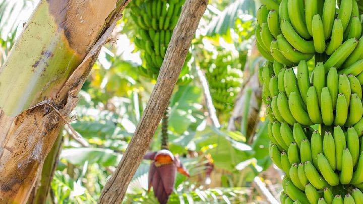 冬季減肥食譜吃什么好 冬季減肥請不要錯過這4種粗糧