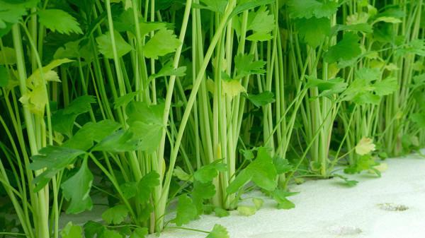 減肥期間吃什么最容易瘦？減肥餐食譜大全