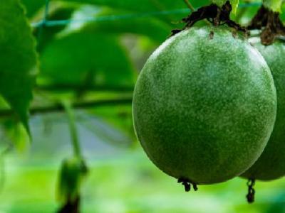 減肥吃什么效果好？推薦番茄雞蛋減肥法