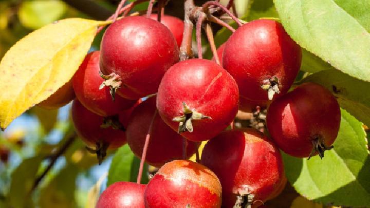 玉米燕麥粥到底能減肥嗎？玉米燕麥粥熱量高嗎？