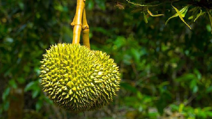 冬瓜荷葉能減肥嗎？冬瓜荷葉茶減肥的原理是什么？