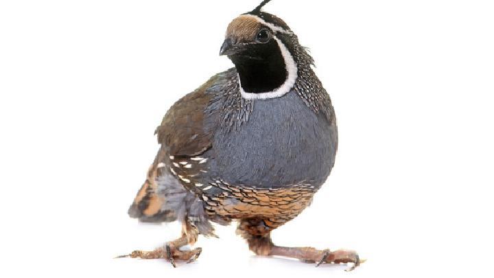 針灸減肥食譜有哪些?針灸減肥吃什么好?-易網健康<a href=http://m.henggaotouzi.com/jkys/ target=_blank class=infotextkey>養生</a>網 針灸減肥食譜有哪些?針灸減肥吃什么好?