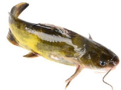 中醫減肥的效果好嗎？3種中醫減肥好方法推薦