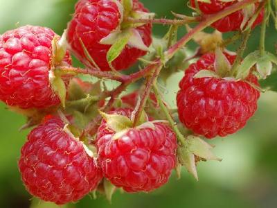 喝蘇打水能減肥嗎？蘇打水有哪些功效？