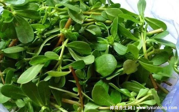 馬齒莧怎樣用祛斑效果好，內服外用(2-3周淡化雀斑)