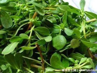 馬齒莧怎樣用祛斑效果好，內服外用(2-3周淡化雀斑)