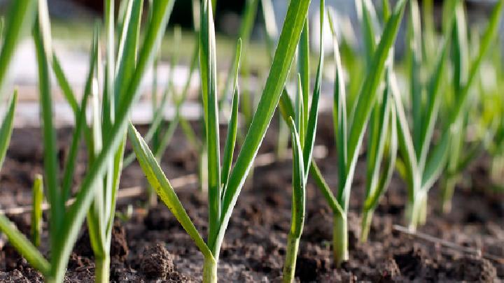 生吃洋蔥可以減肥嗎？洋蔥有哪些功效？