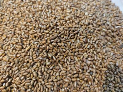 決明子可以減肥嗎